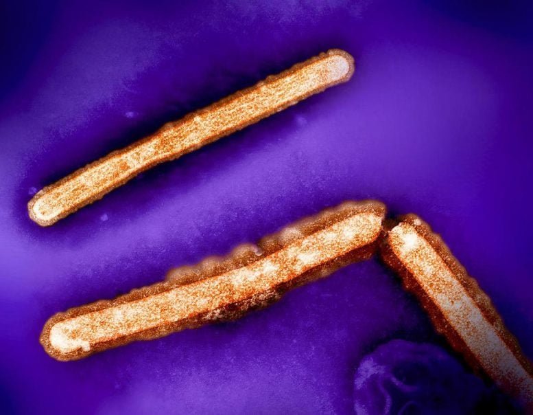 Alarming Mutation in H5N1 Virus Raises Pandemic Red Flags